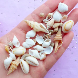 Shells